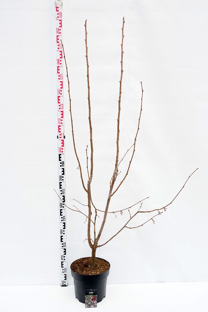 Corylus &
