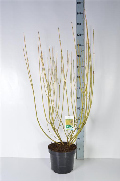 Cornus sericea &