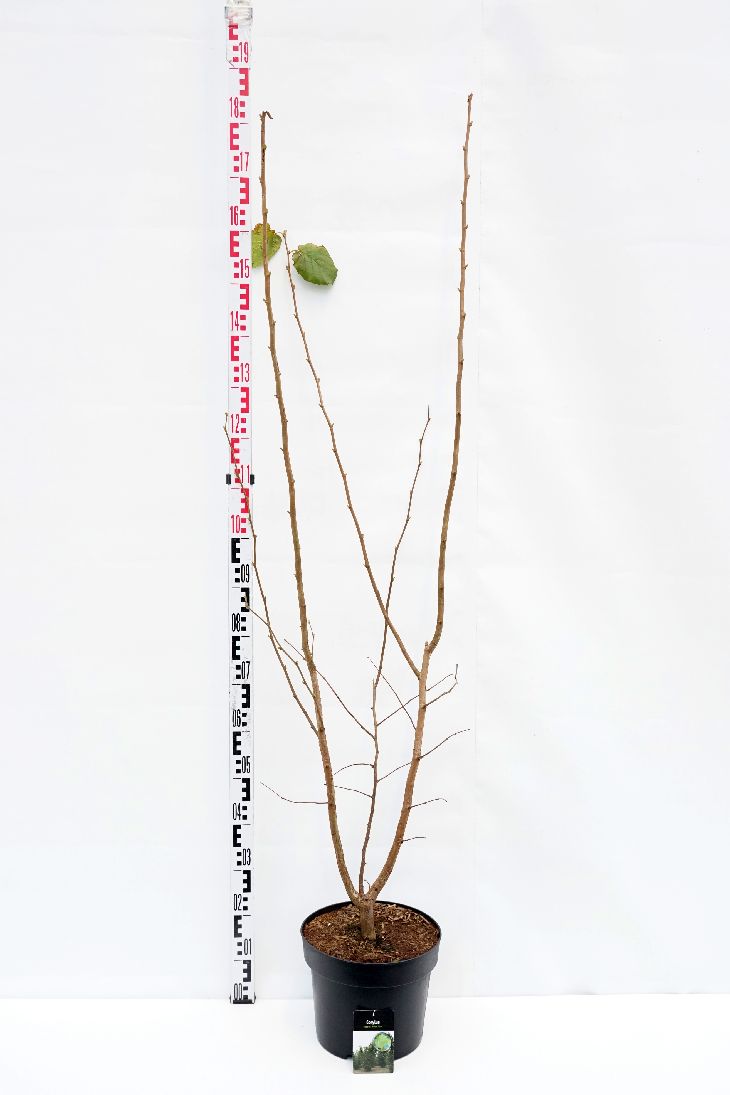 Corylus &