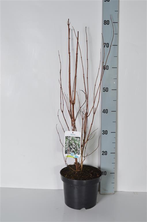 Deutzia cren. &