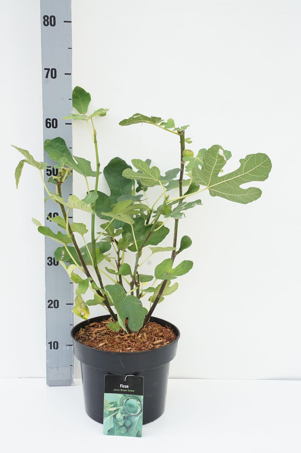 Ficus car. &