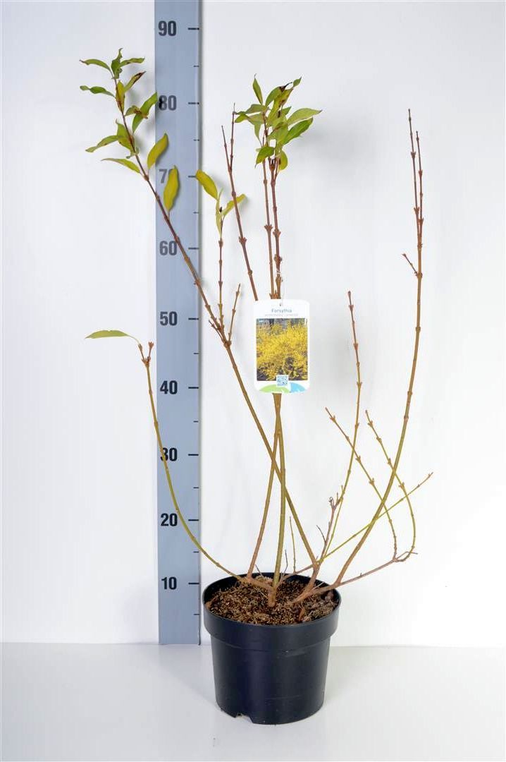 Forsythia int. &