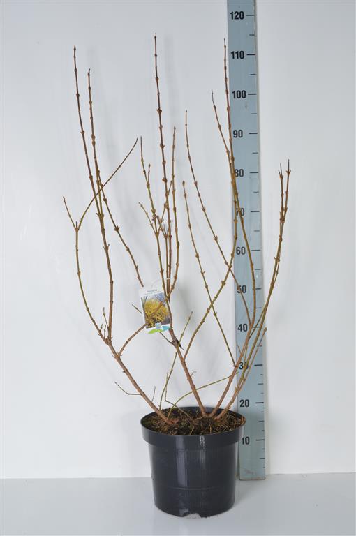 Forsythia int. &