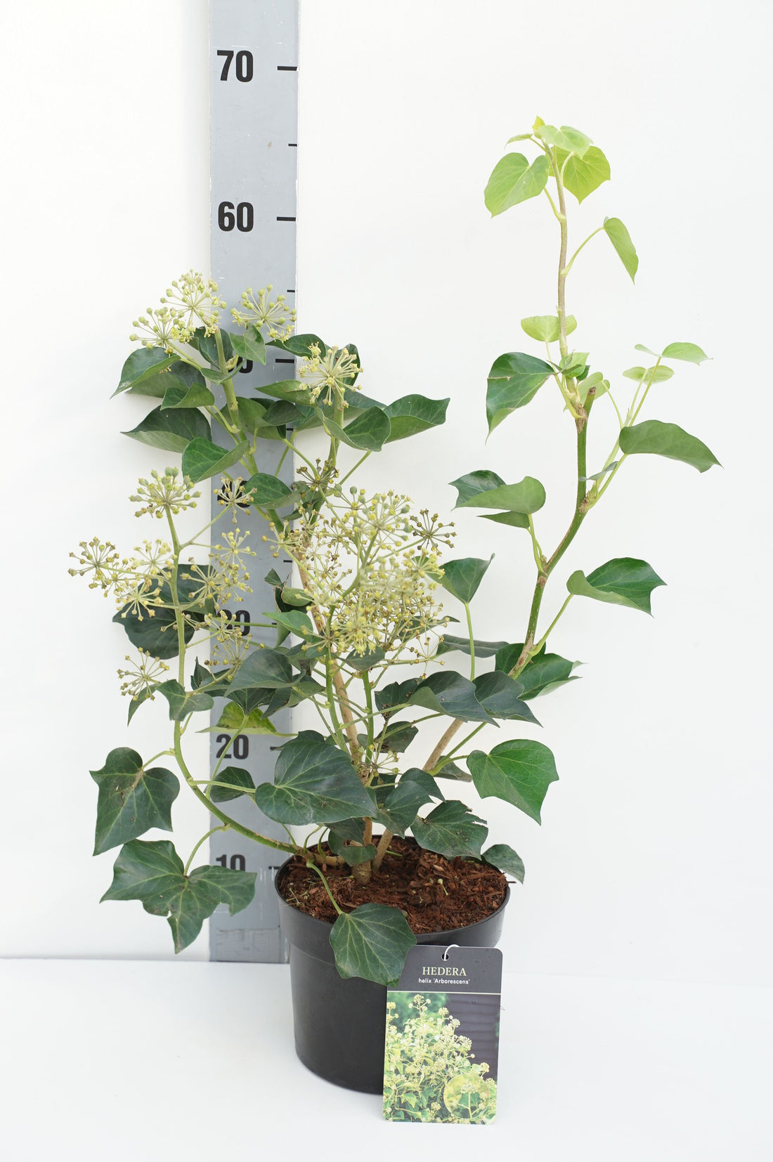 Hedera helix &