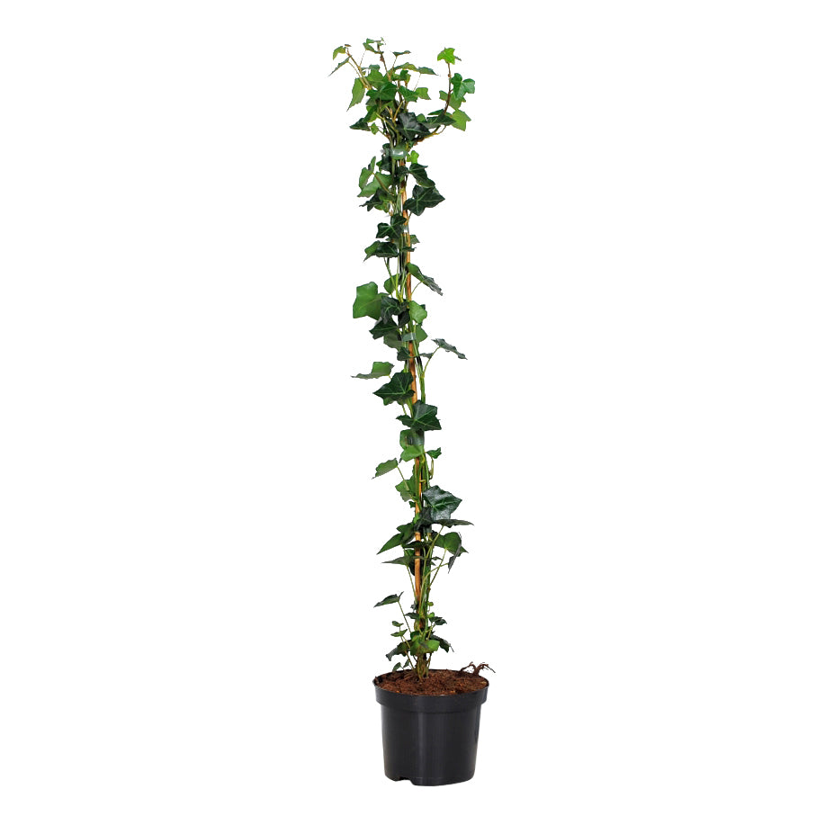 Hedera hibernica 80-100 cm C2 (2 liters kruka) / 17 cm kruka