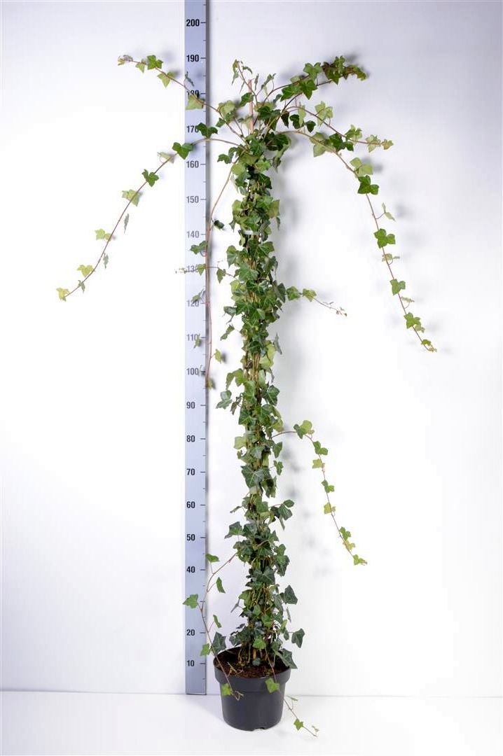 Hedera hibernica 150-175 cm C5 (5 liters kruka)