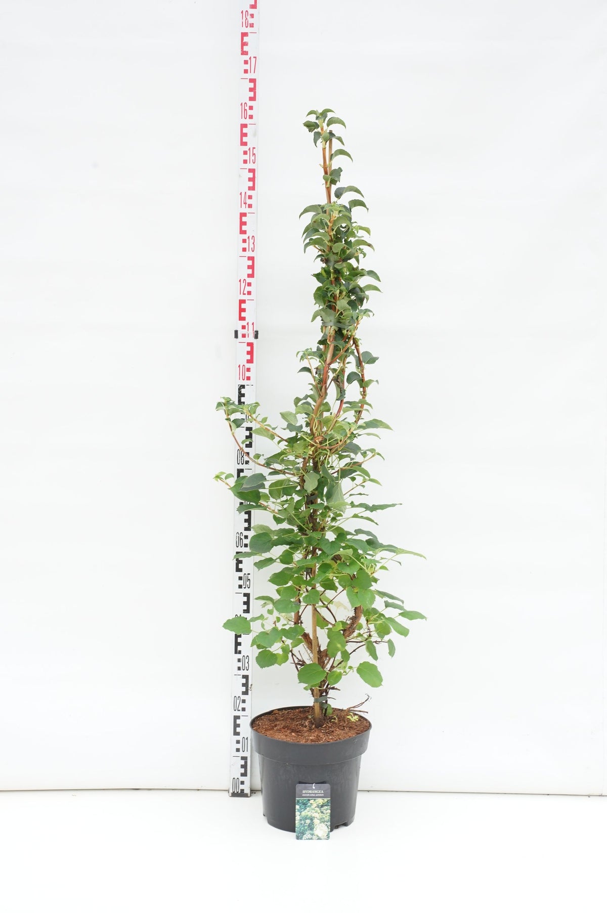 Hydrangea anomala petiolaris C7,5 (7,5 liters kruka) 125-150 cm