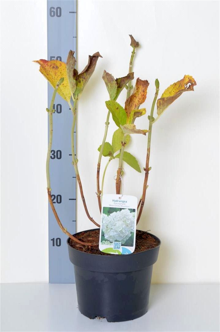 Hydrangea macrophylla &