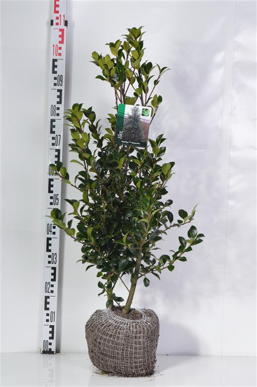 Ilex meserveae &