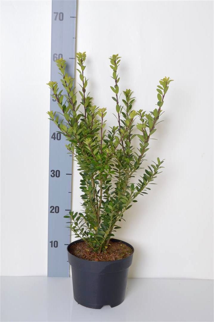 Ilex maximowicziana kanehirae 200-250 cm C70 (70 liters kruka)
