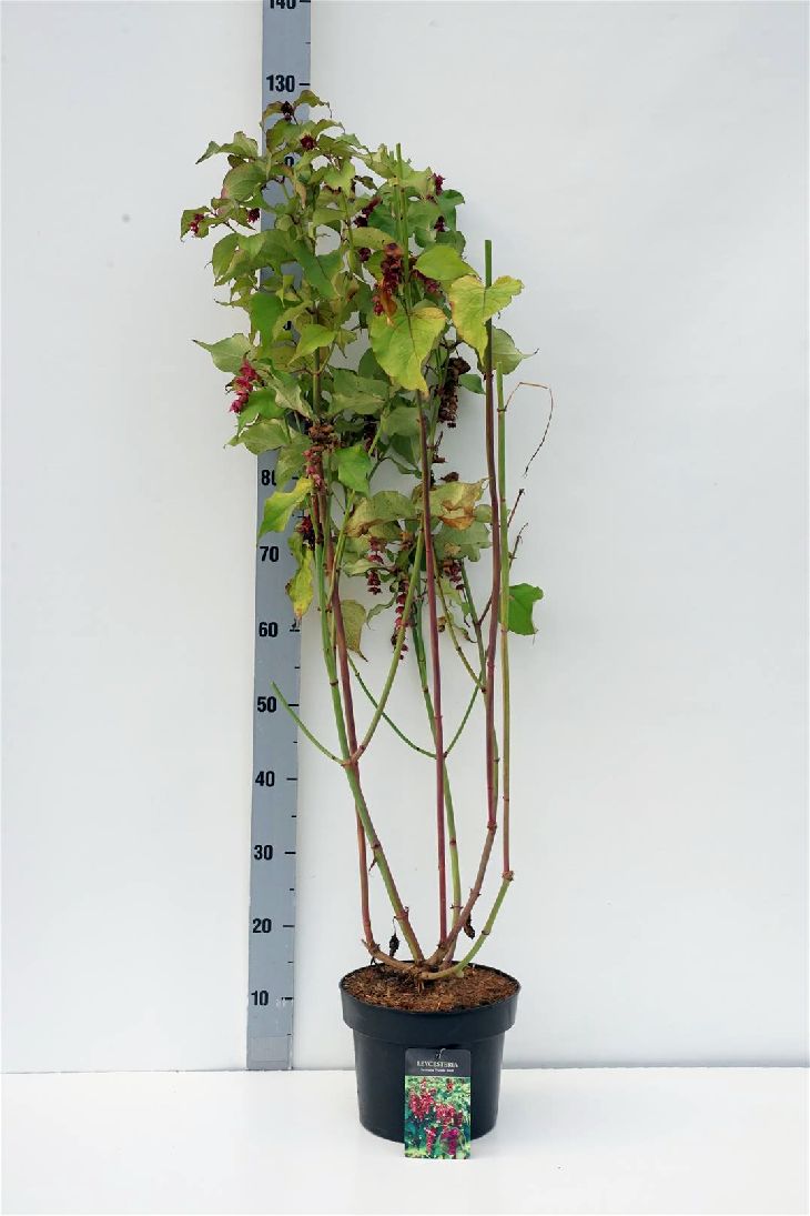Leycesteria formosa &