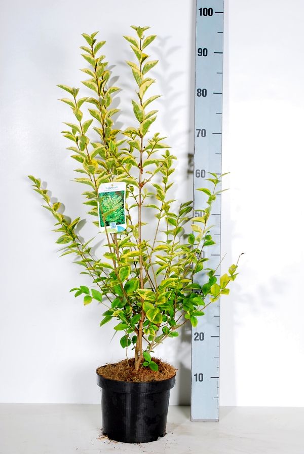 Ligustrum oval. &