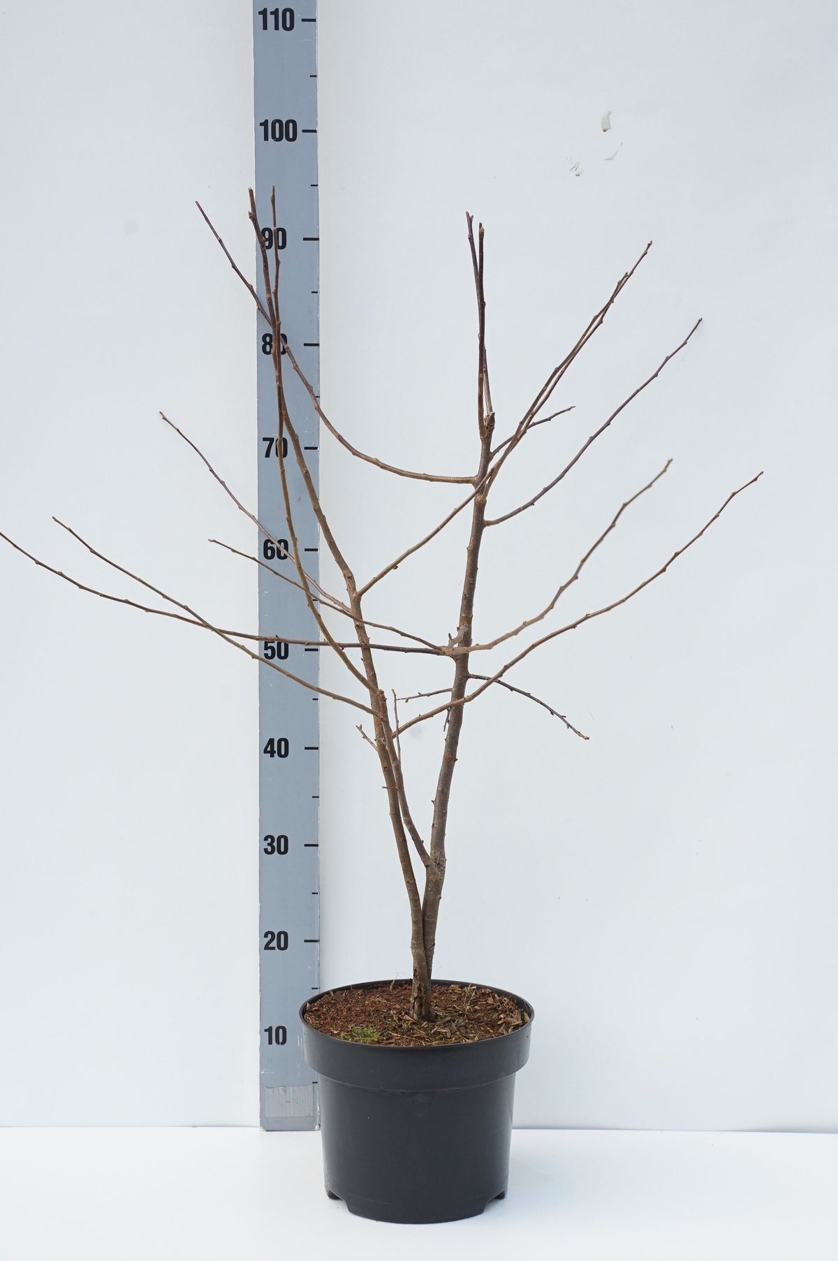 Malus sargentii C5 (5 liters kruka) 60-80 cm