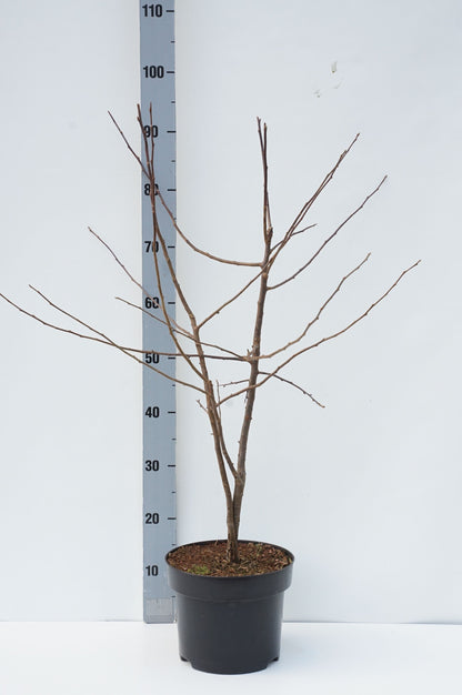 Malus sargentii C5 (5 liters kruka) 60-80 cm