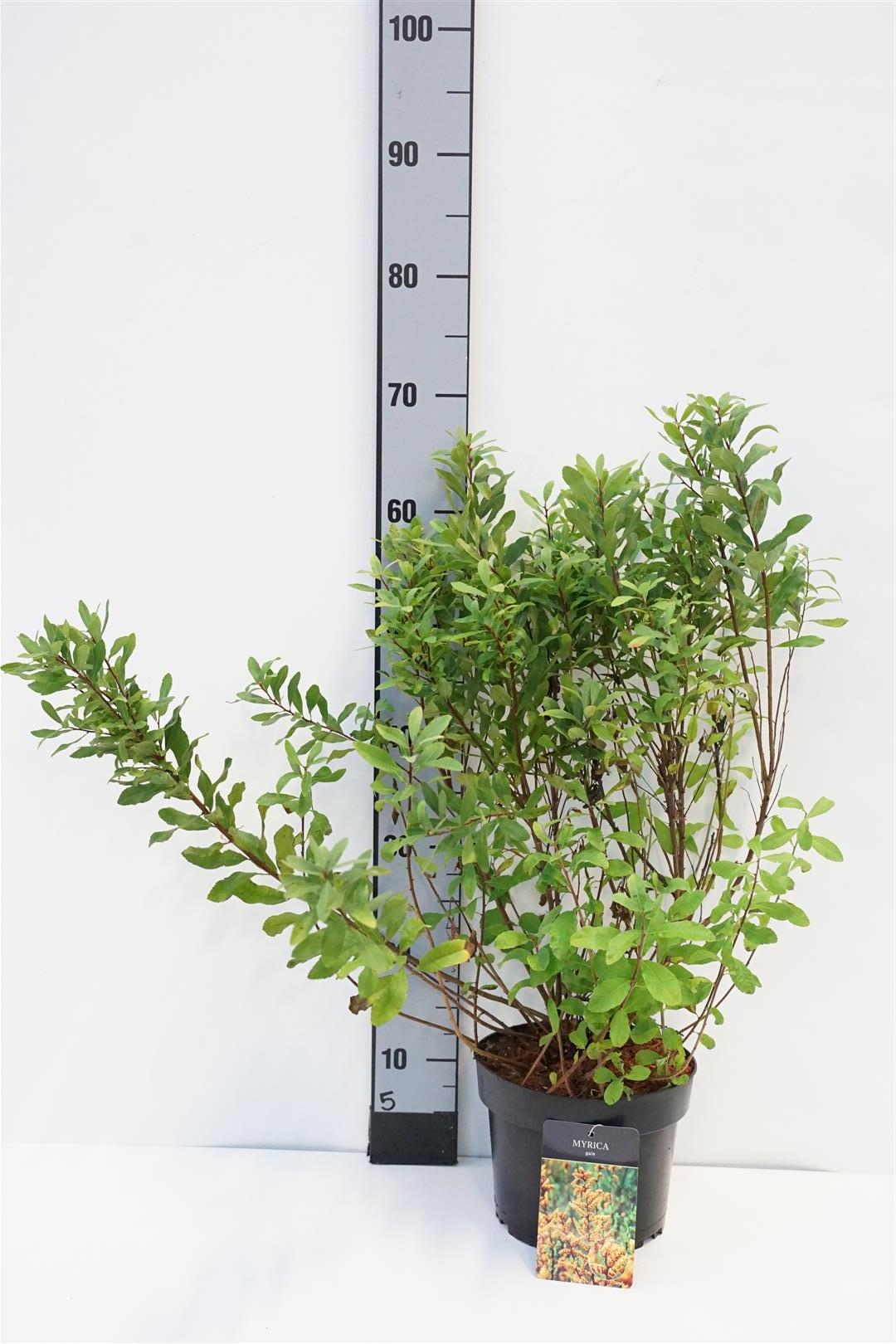 Myrica gale C3 (3 liters kruka) 30-40 cm