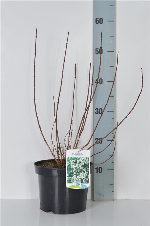 Philadelphus coronarius (doftschersmin) C3 (3 liters kruka) 30-40 cm