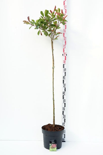 Photinia fraseri &