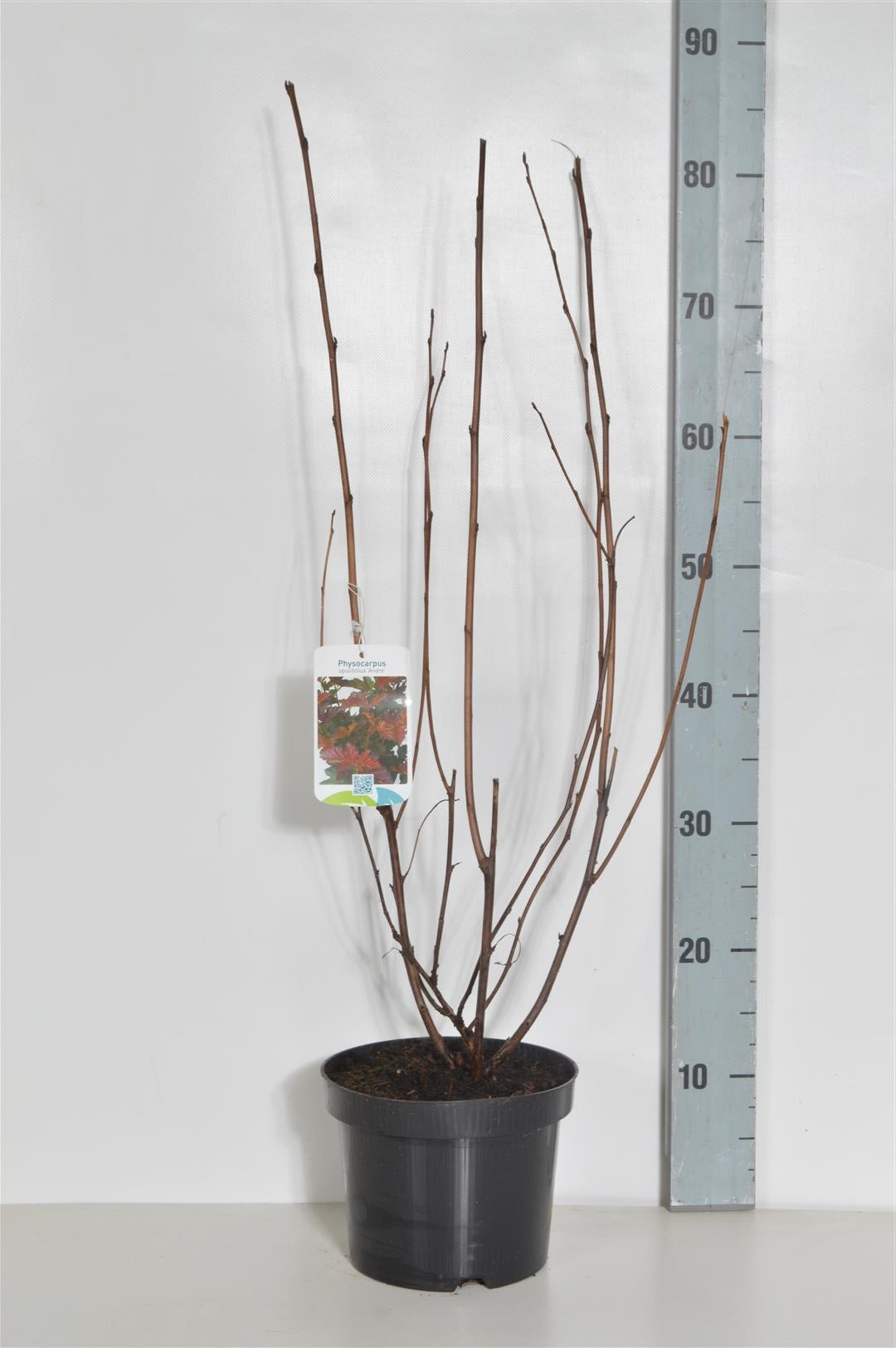 Physocarpus op. &