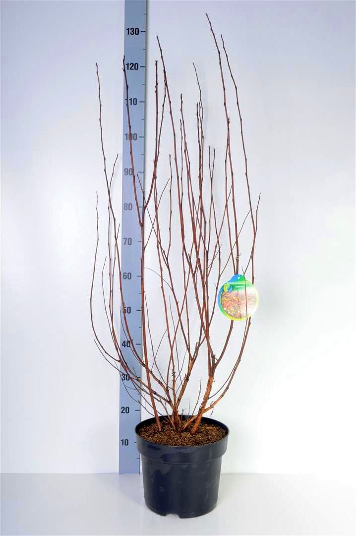 Physocarpus op. &