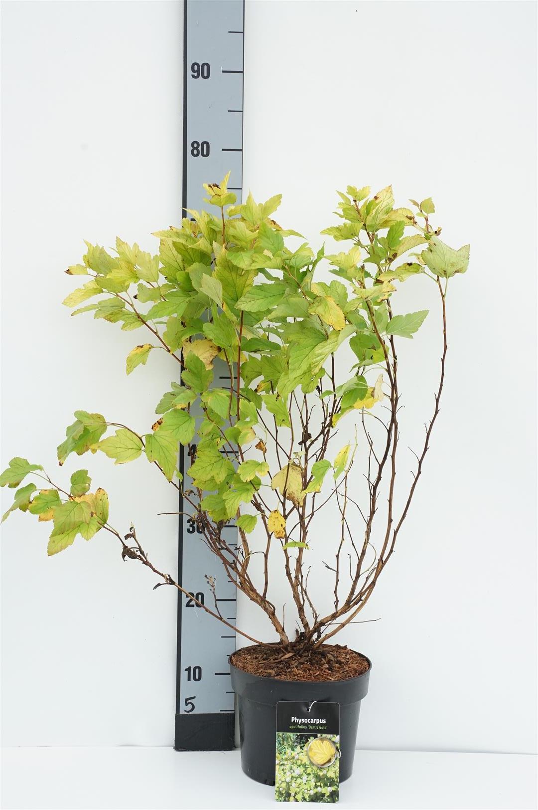 Physocarpus op. &