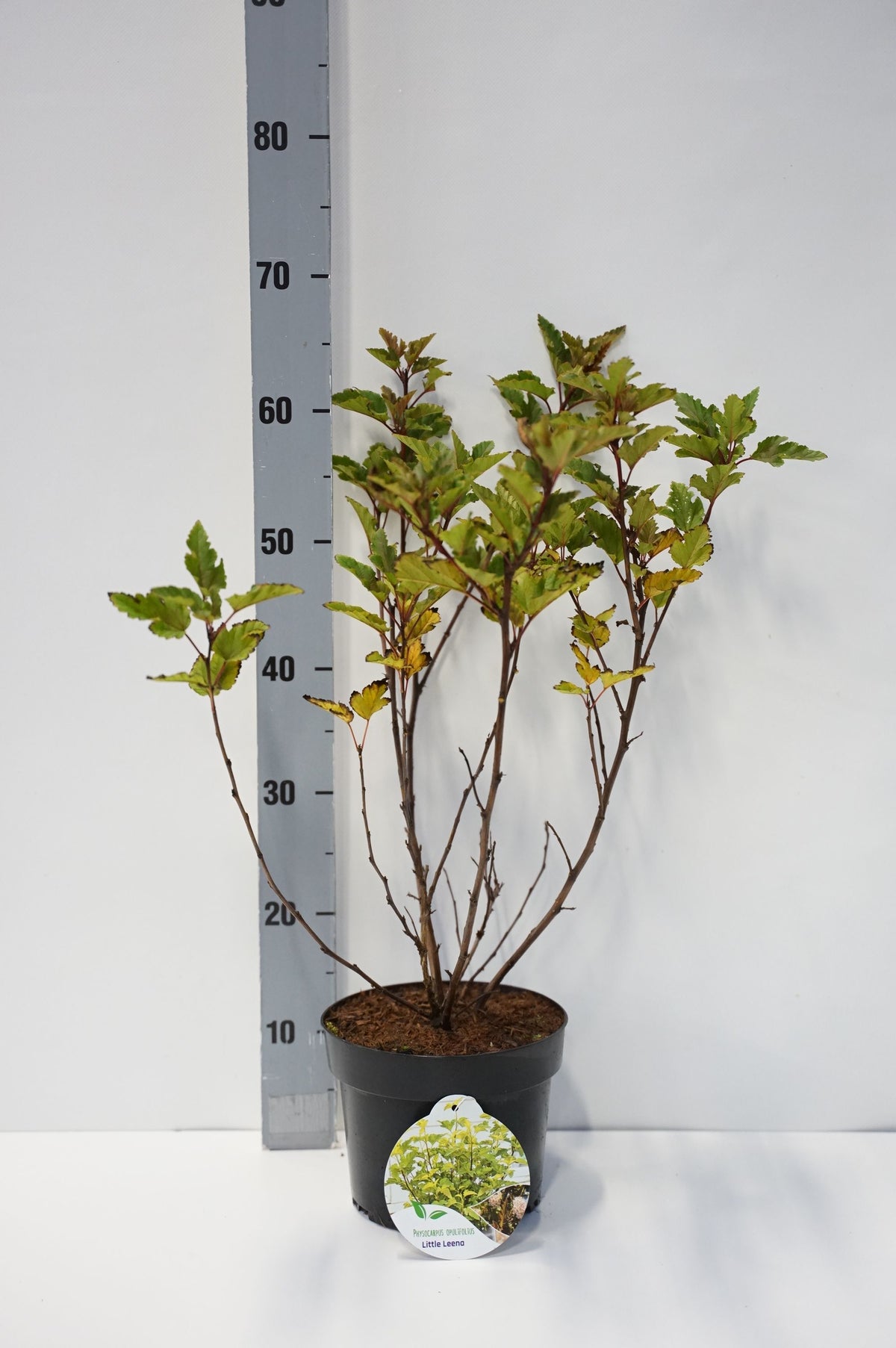 Physocarpus op. &