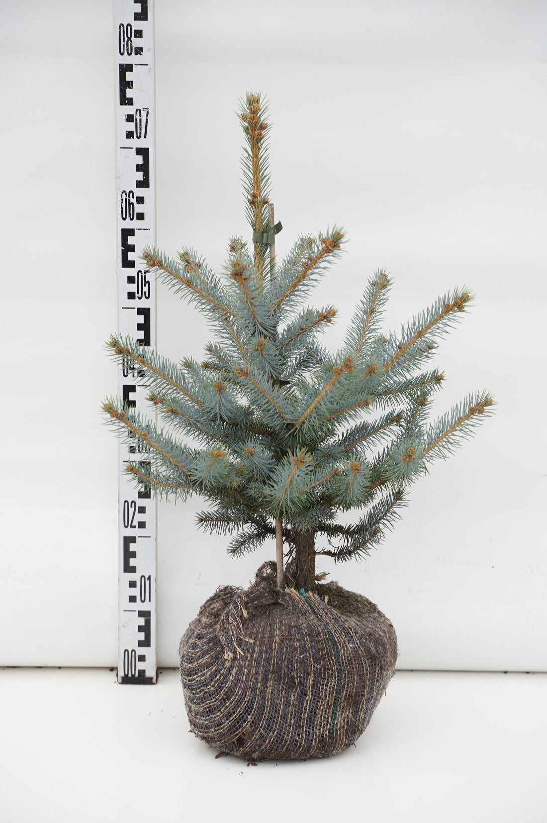 Picea pungens &