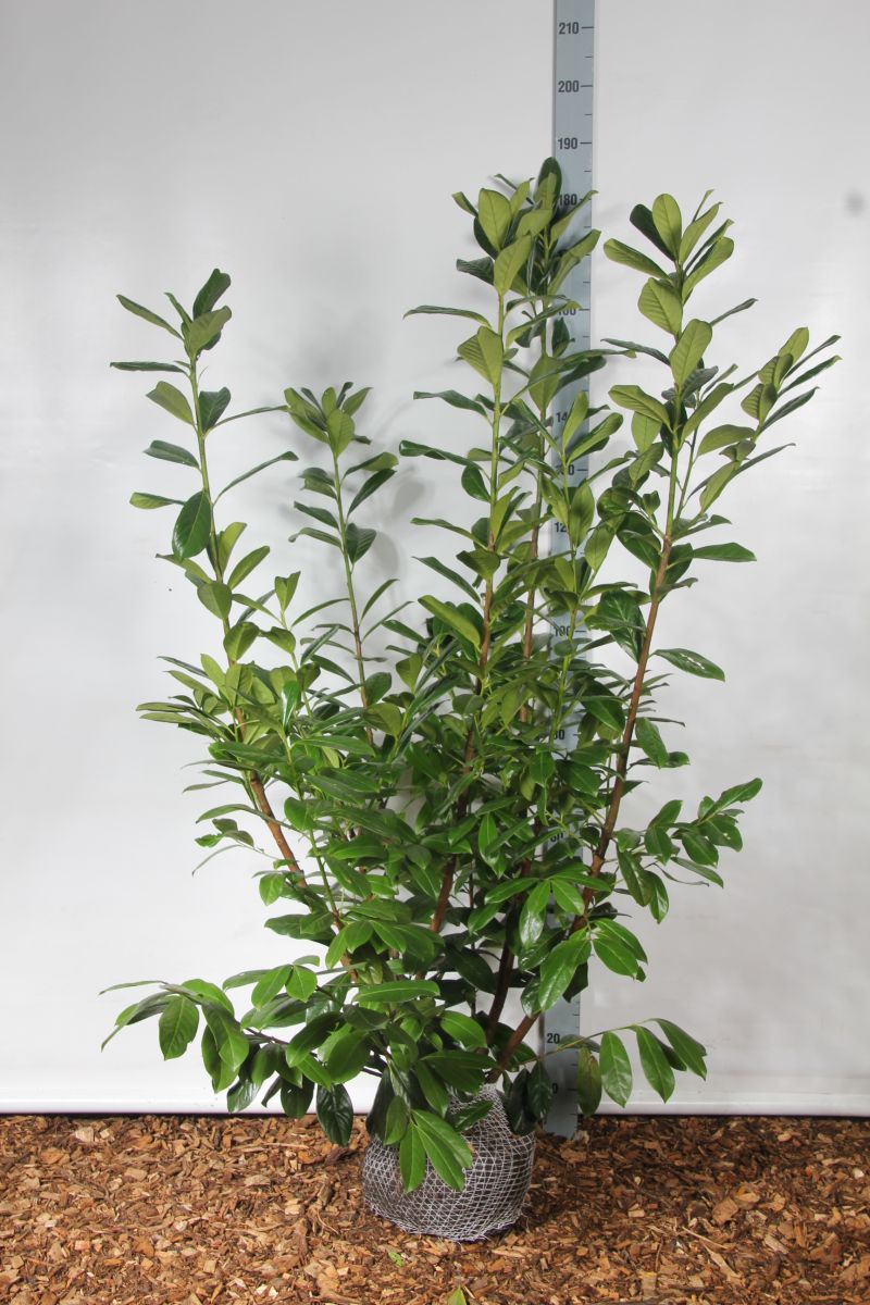 Prunus laurocerasus &