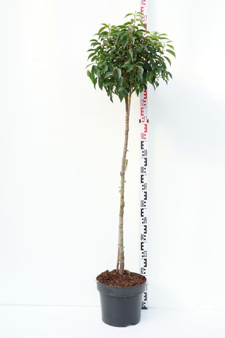 Portugisisk lagerhägg Prunus lus. &