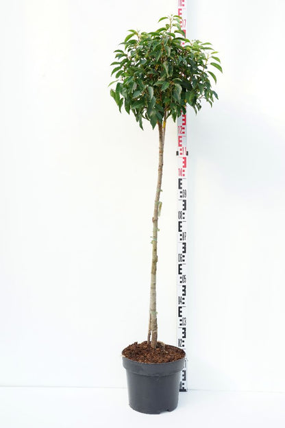Prunus lusitanica &