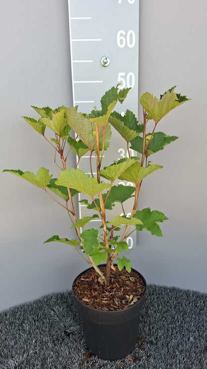 Ribes rubrum &