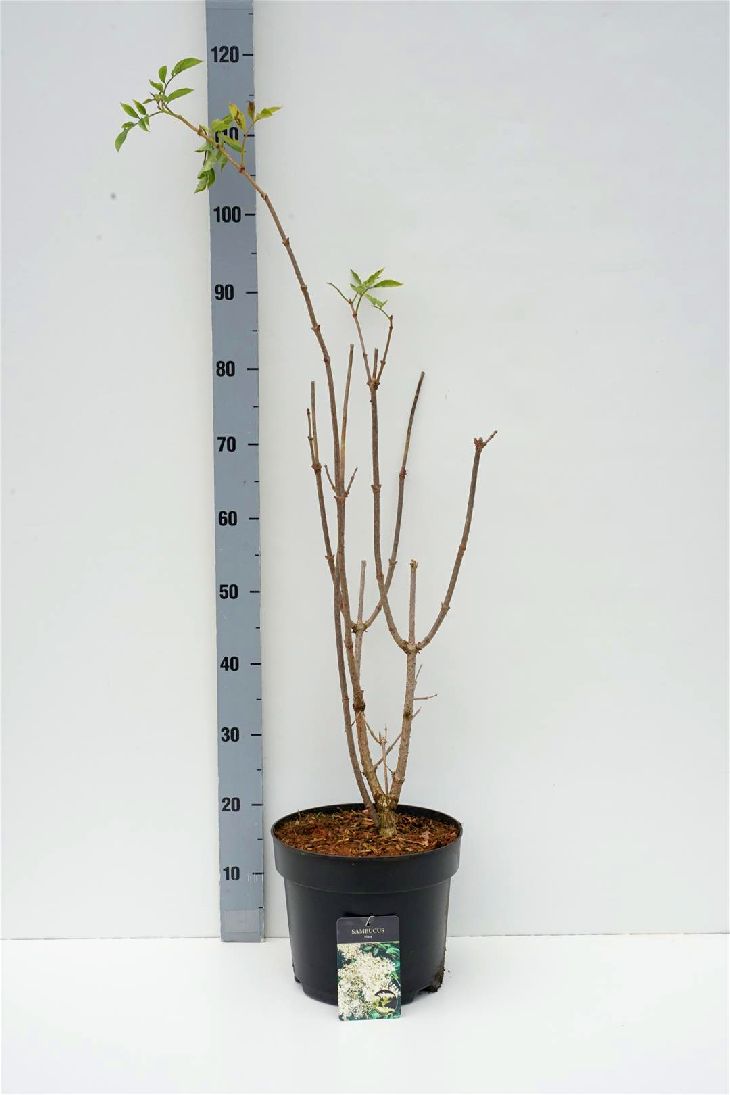Sambucus nigra C3 (3 liters kruka) / 19 cm kruka 30+ cm