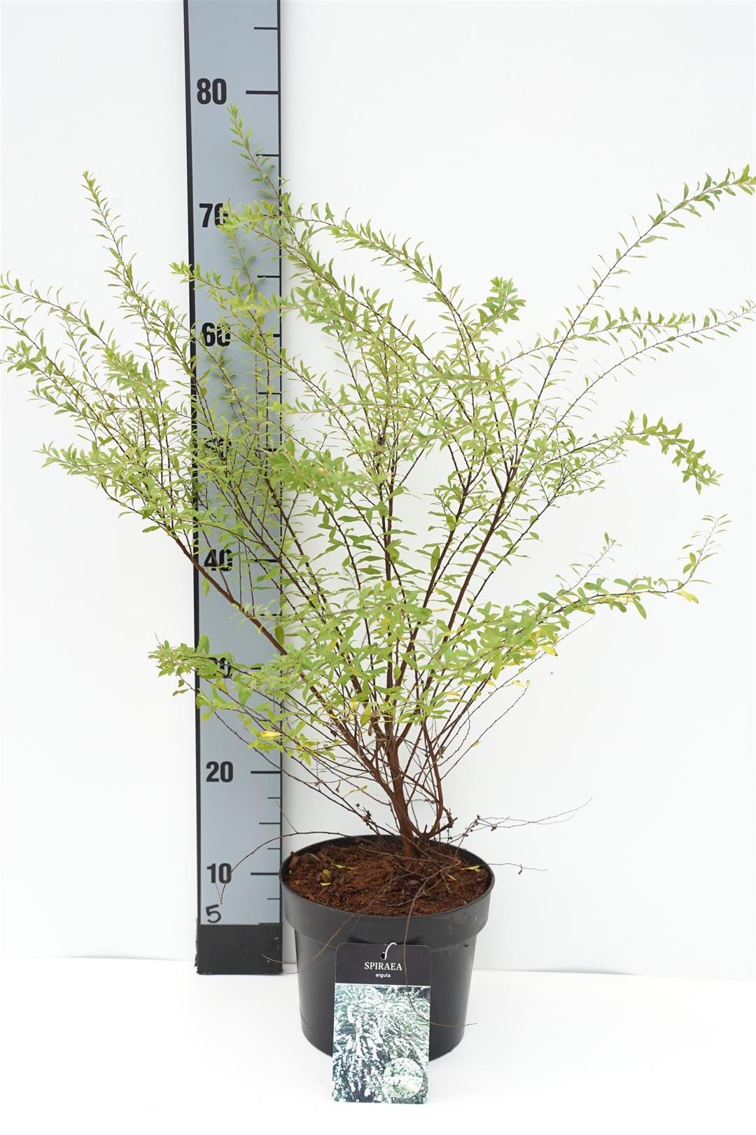 Spiraea arguta C3 (3 liters kruka) / 19 cm kruka 30–40 cm
