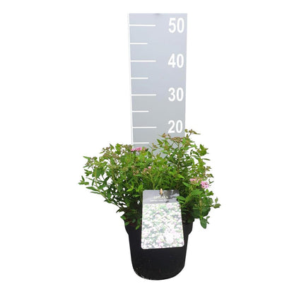 Spiraea japonica &