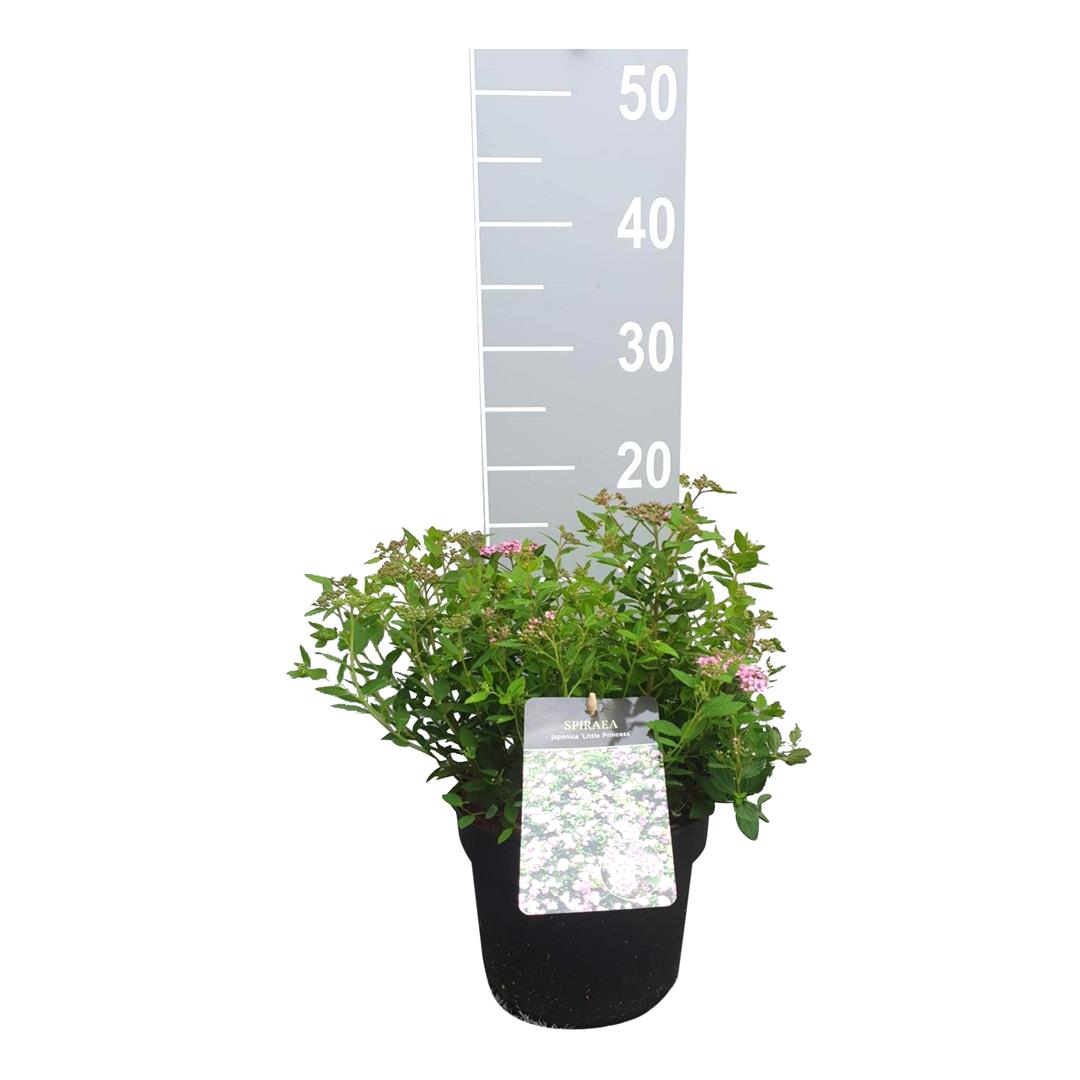 Spiraea jap. &