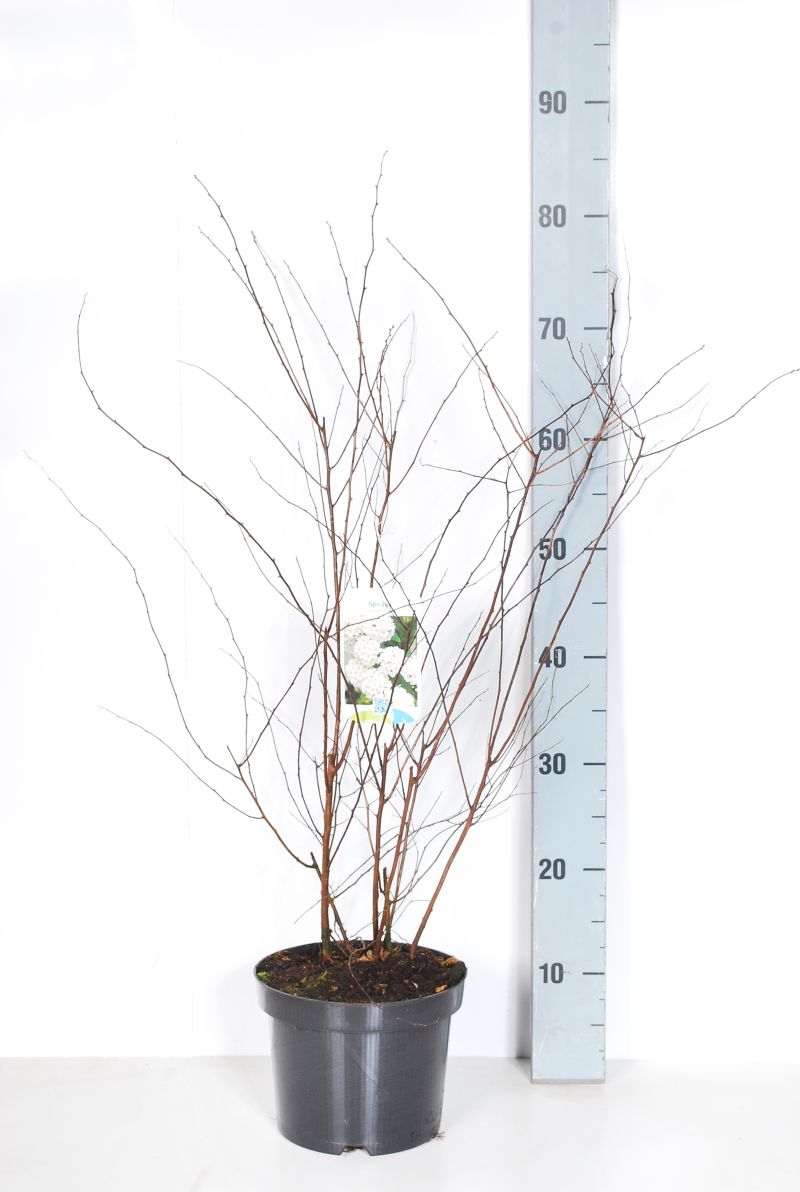Spiraea vanhouttei C3 (3 liters kruka) 40-50 cm