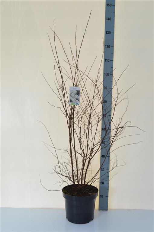 Spiraea vanhouttei C7,5 (7,5 liters kruka) / 26 cm kruka 60-80 cm