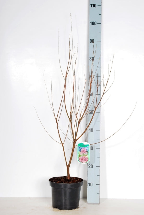 Tamarix tetrandra C3 (3 liters kruka) / 19 cm kruka 40-50 cm