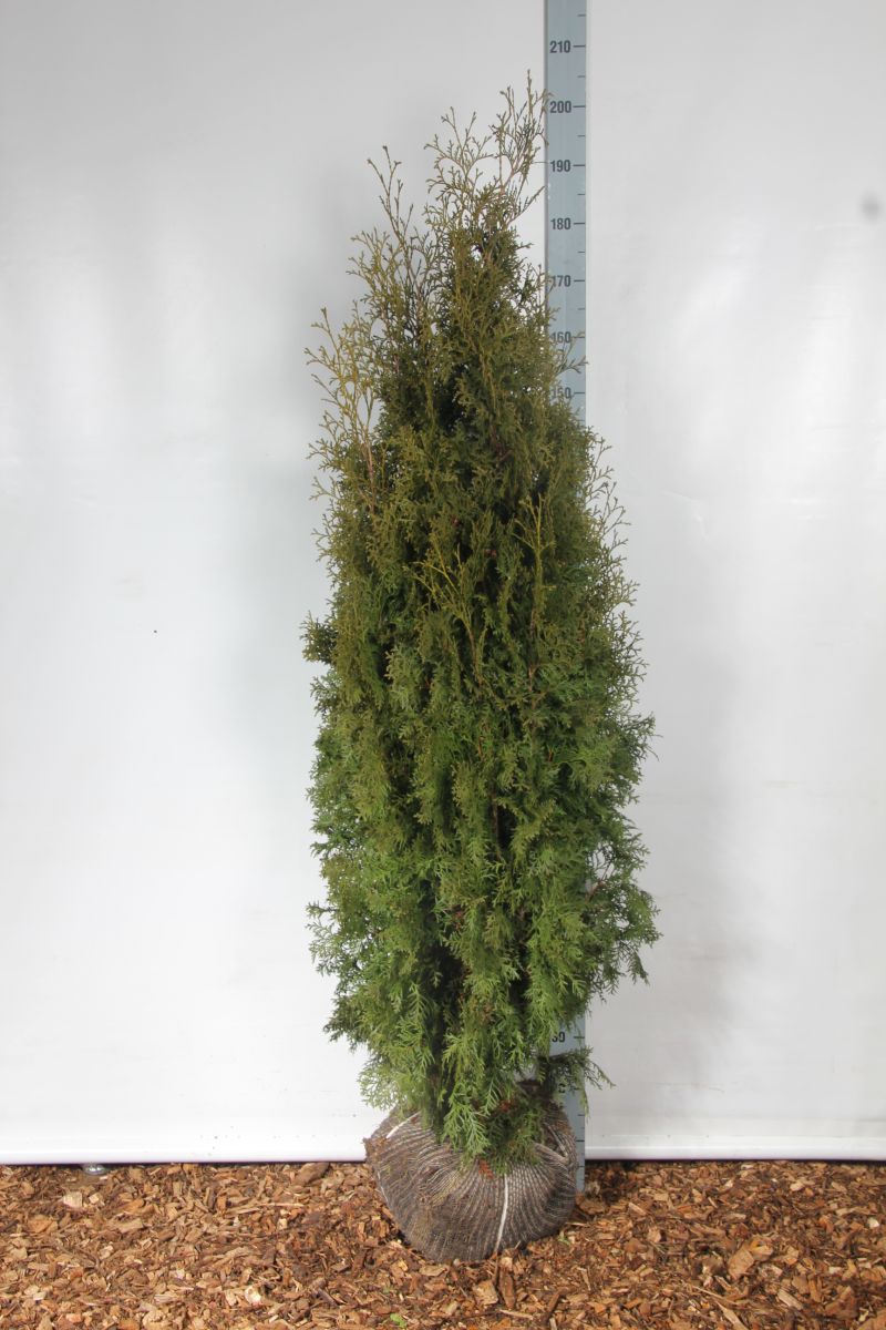 Thuja occidentalis &