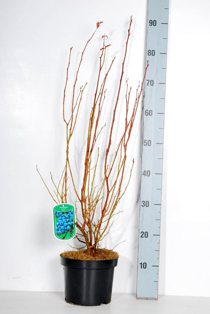 Vaccinium corymbosum &
