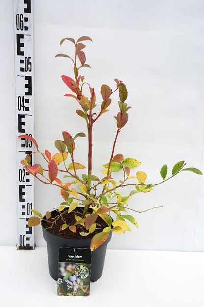 Vaccinium corymbosum &