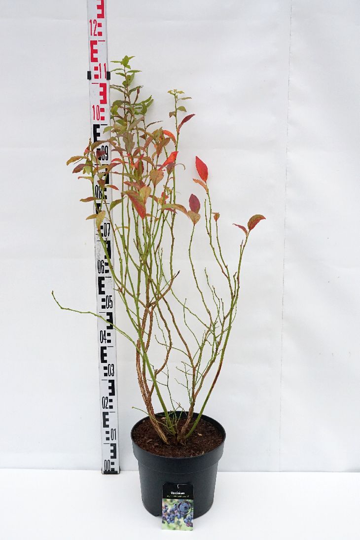 Vaccinium corymbosum &