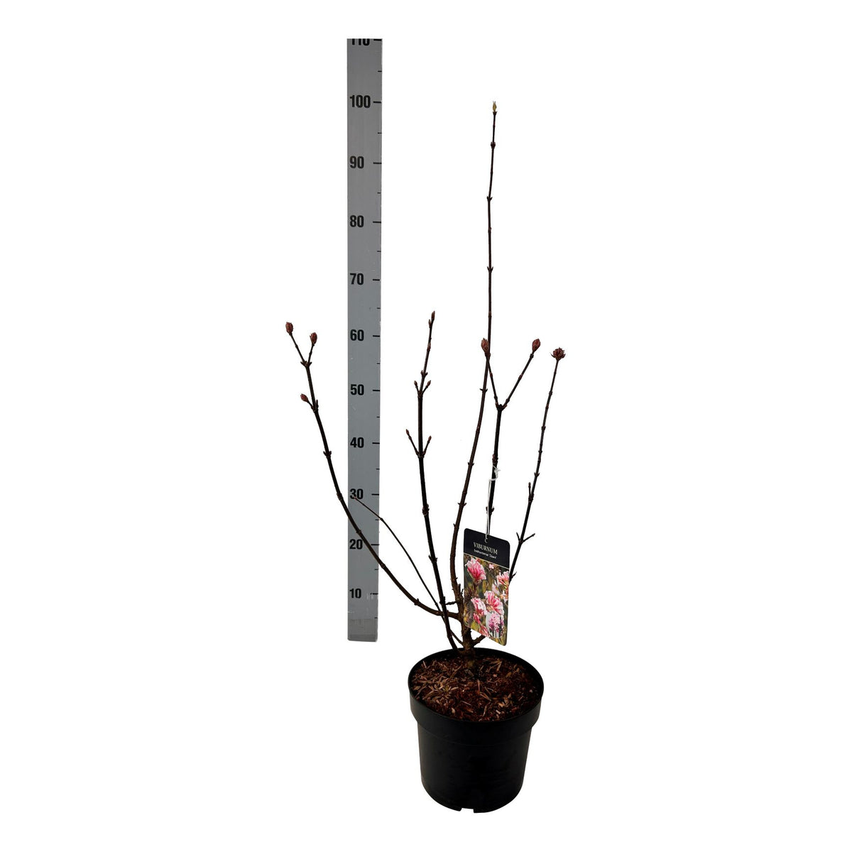 Viburnum bodnantense &