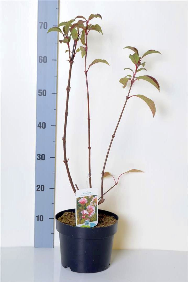 Viburnum bodn. &
