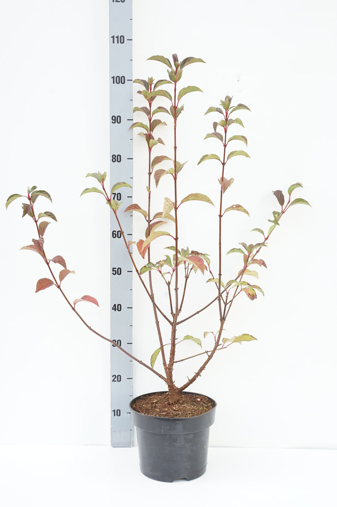 Viburnum bodnantense &