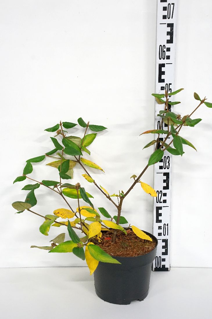 Viburnum burkwoodii C3 (3 liters kruka) / 19 cm kruka 30-40 cm