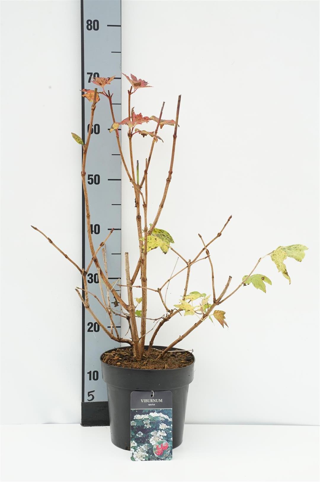 Viburnum opulus C3 (3 liters kruka) 40-50 cm