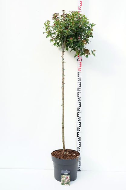 Viburnum tinus stam 100 cm C10 (10 liters kruka)