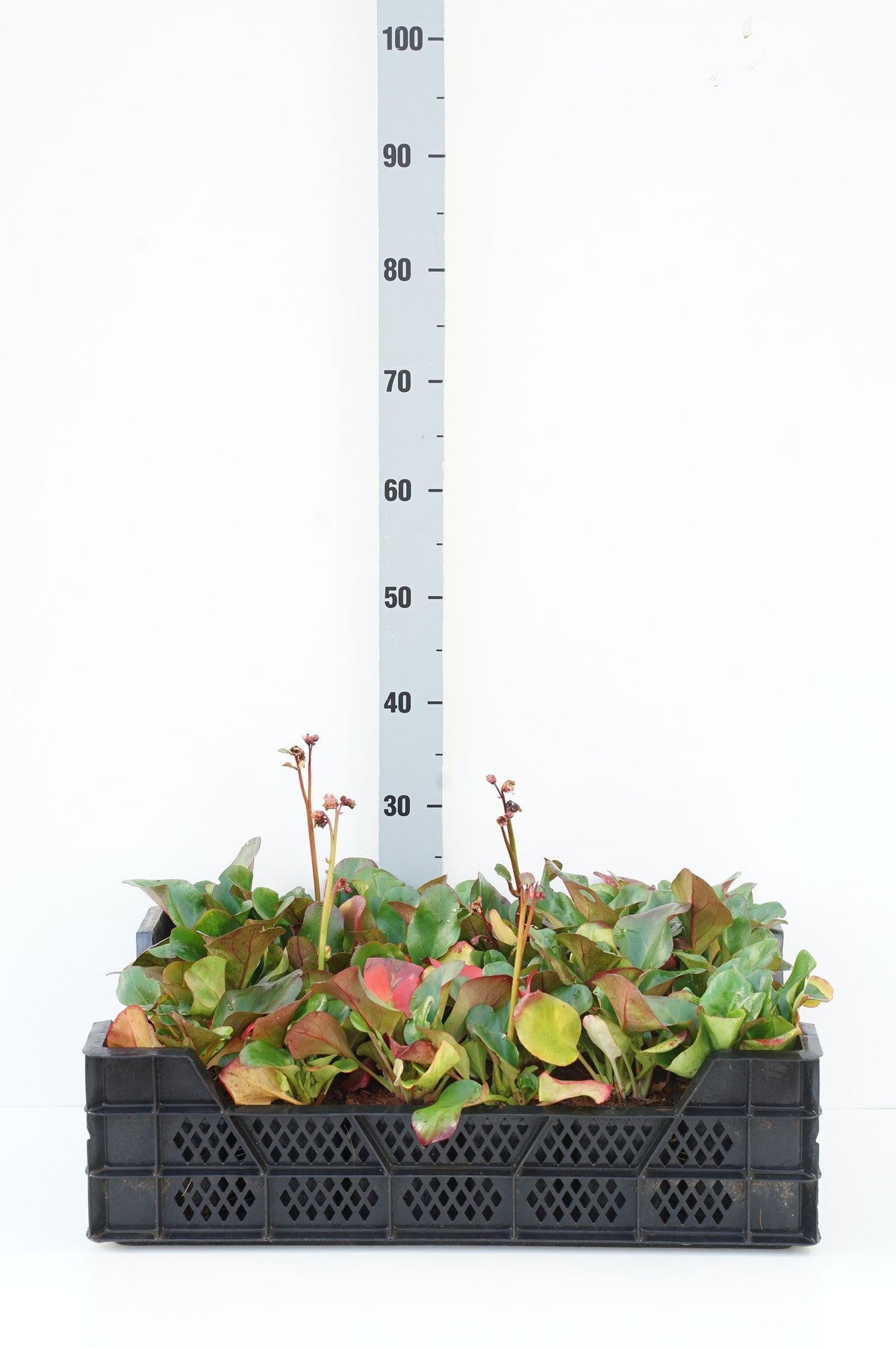 Bergenia cordifolia &