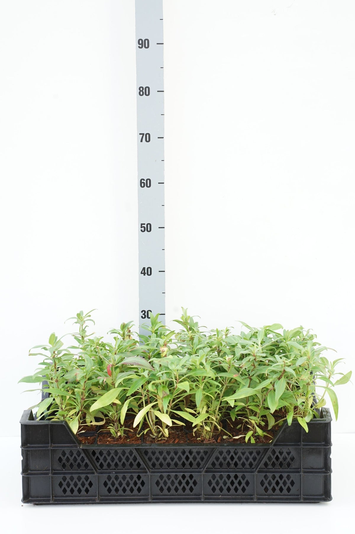 Centranthus ruber &