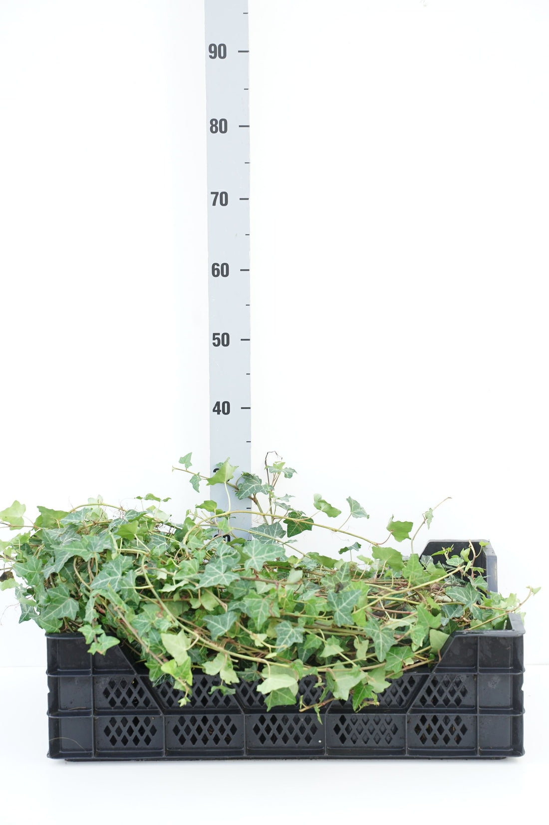 Hedera helix 9 cm kruka